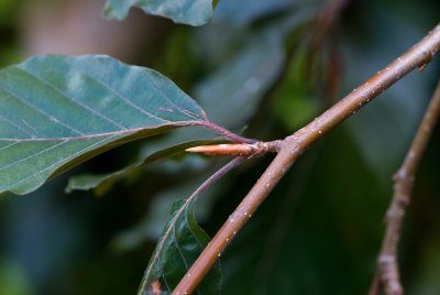 Fagus sylvatica 'Purple Fountain' - buk lesní - pupen